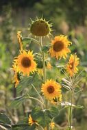 Yellow Sunflower in August
