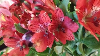 elegant red garden plant