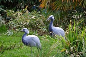pair of blue cranes in a picturesque park