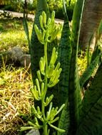 green inflorescence with buds in garden