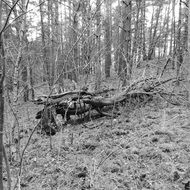 Grey photo of dead tree