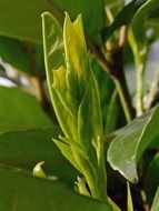 Green plant in greenhouse