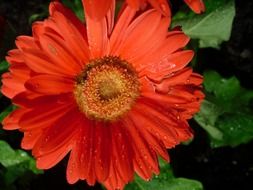 red gerbera flower in rainy weather