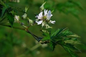 blooming branch of Blackberry