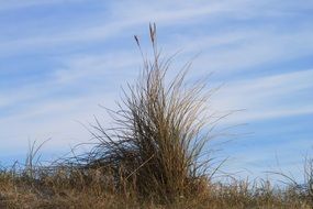 bush grass on the field