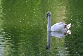 White swan swim