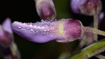 Close up photo of drops on a flower on blurred background