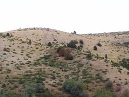 bunches of colorful grass on a hill on the beautiful landscape