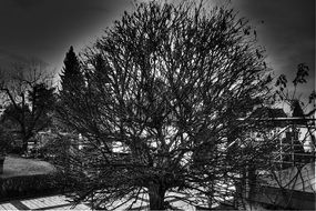Black and white photo of tree