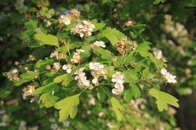 White crataegus flowers