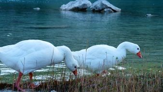 two white geese on the lake