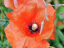 red poppy with buds close-up