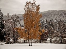 tall tree in winter forest