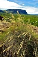 large grass in countryside