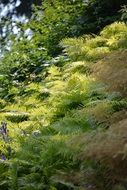 Sunshine forest plant ferns nature green