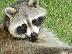 raccoon animal