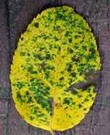 Beautiful green and yellow spotted autumn leaf