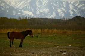 brown horse on a pasture on a background of mountains