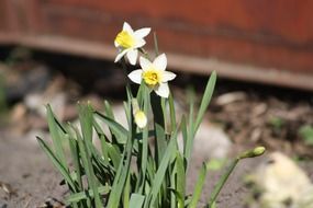 blooming white daffodils in front of the house