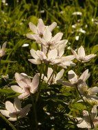white anemones in the grass on a sunny day