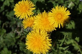 five yellow dandelions in the summer