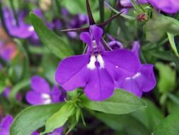 purple spring flowers with green leaves in the garden