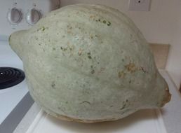 pale green squash