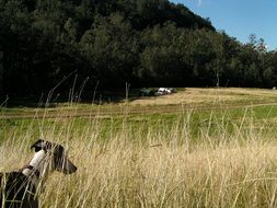 dog in high dry grass