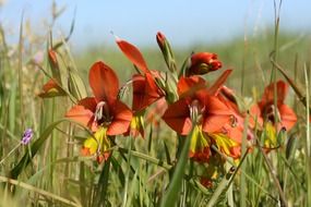 orange flowers in a green meadow