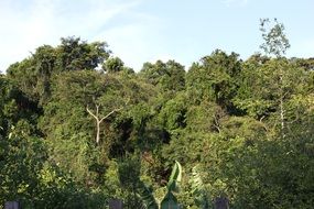 Landscape with the a lot of the trees
