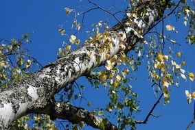 russian tree in the forest