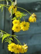 bunches of yellow flowers in the sunlight