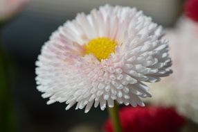 white flower with many petals