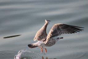 seagull on the start