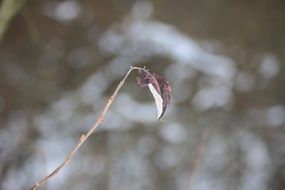 dry leaf on a branch in winter