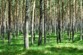 photo of green cover in a pine forest