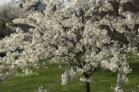 blooming cherry on a green field