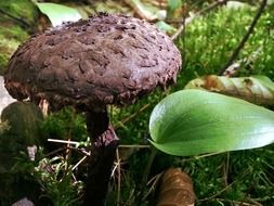 black old mushroom in the forest