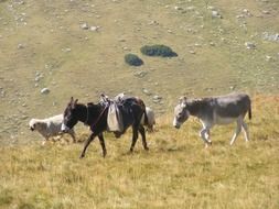 grazing in the mountains of Romania