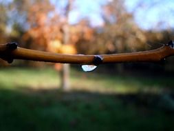 a drop of water on a brown branch