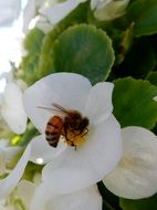 a bee collects nectar from a white strawberry flower close-up on blurred background