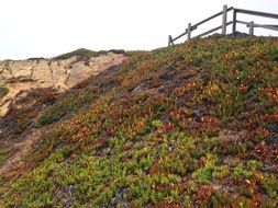 colorful plants on rocky slope, usa, california, Point Reyes