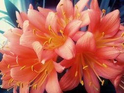 Clivia blossoms close up