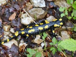 spotted salamander among the rocks