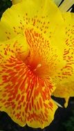 yellow red flower closeup