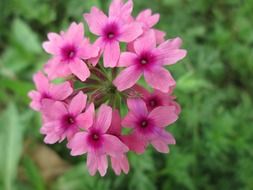 pink cute flowers blossom
