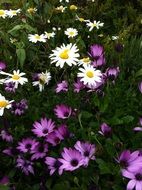 white and purple daisies in a garden bed