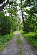 empty narrow road in a green forest