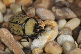 beige beetle on pebbles