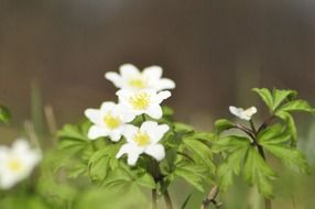 spring white flowers